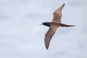 Seabird In Flight Stampe: Brown Booby, Sula leucogaster plotus