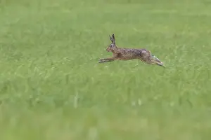 Brown Hare Stampe: Brown Hare