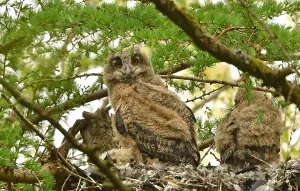 Eurasian Eagle Owl Stampe: Bubo bubo