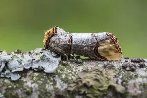 European Moths Stampe: Buff-tip; Phalera bucephala