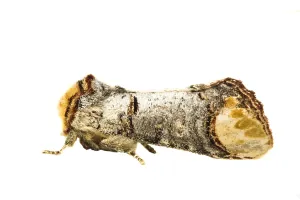 European Moths Stampe: Buff-tip; Phalera bucephala