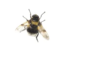 Close Up Macro Photos Stampe: Bumblebee Hoverfly, Hommelreus, Volucella bombylans