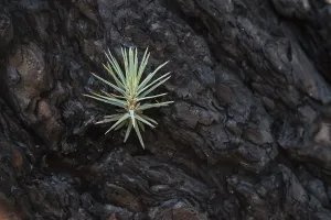 La Palma Island Photography Stampe: Detail of a burned Canary pine tree