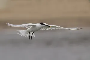 Stampa con cornice : Cabot's Tern