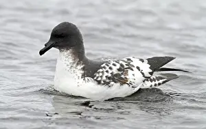 Avian Wildlife Photography Stampe: Cape Petrel, Daption capense