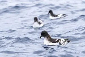 Pacific Ocean Seabirds Stampe: Cape Petrel, Daption capense australe
