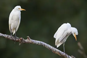 Cattle Egret Stampe: Cattle Egrets