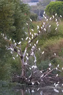 Ciconiiformes Order Stampe: Cattle Egrets