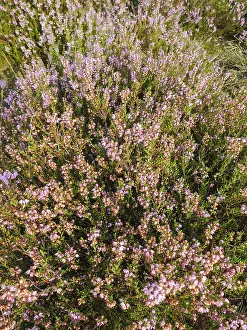 Europe Flora Stampe: Close up of Heather
