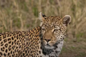 Panthera Pardus Images Stampe: Close up portrait of a leopard