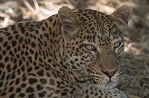 Panthera Pardus Photo Stampe: Close up portrait of a leopard