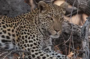 Predator Animal Photography Stampe: Close up portrait of a leopard