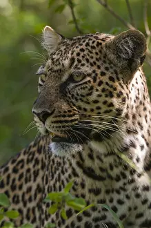 Kenya Safari Animals Stampe: Close up portrait of a leopard