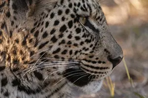 Panthera Pardus Pictures Stampe: Close up portrait of a leopard