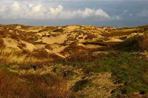 Dune Landscape Netherlands Stampe: Coepelduynen