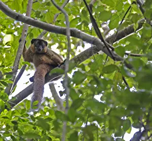 Tropical Forest Wildlife Stampe: Collared brown lemur, Eulemur collaris