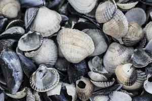 European Marine Life Stampe: collection of shells