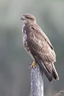 Bird Of Prey Plumage Stampe: Common Buzzard