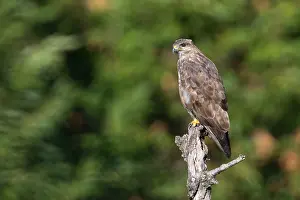 Buteo Buteo Species Stampe: Common Buzzard