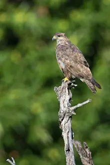 European Raptor Stampe: Common Buzzard