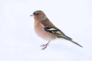 Winter Plumage Birds Stampe: Common Chaffinch