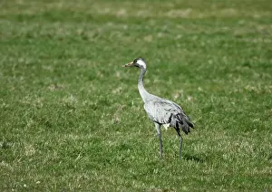 Grus Grus Species Stampe: Common Crane, Grus grus