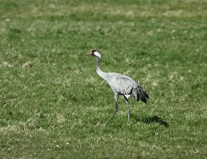 Eurasian Crane Stampe: Common Crane, Grus grus