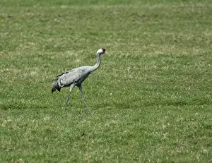 Grus Grus Images Stampe: Common Crane, Grus grus
