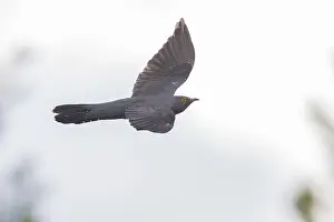 European Birds In Flight Stampe: Common Cuckoo in flight
