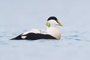 European Duck Species Stampe: Common Eider