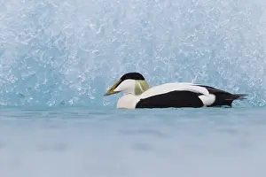 European Duck Species Stampe: Common Eider