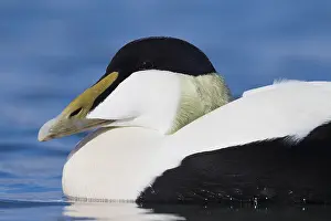 Common Eider Stampe: Common Eider
