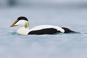 Common Eider Stampe: Common Eider