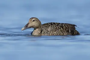 Common Eider Bird Stampe: Common Eider