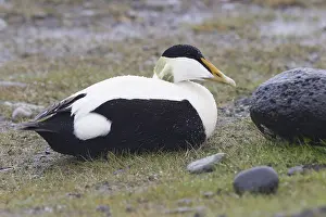 European Duck Species Stampe: Common Eider