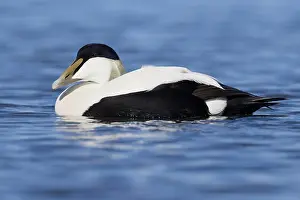 European Duck Species Stampe: Common Eider