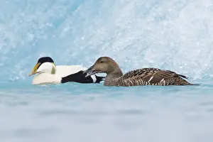 European Duck Species Stampe: Common Eider