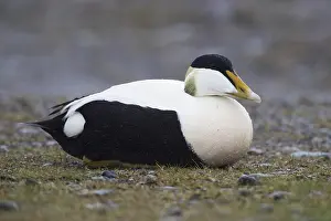 Common Eider Stampe: Common Eider