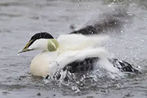 European Duck Species Stampe: Common Eider