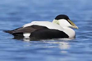 Common Eider Stampe: Common Eider