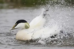 European Duck Species Stampe: Common Eider