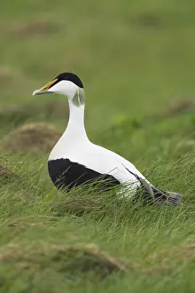 Common Eider Bird Stampe: Common Eider