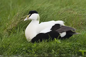 Common Eider Stampe: Common Eider