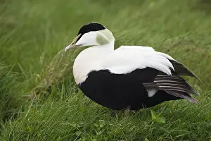 European Duck Species Stampe: Common Eider