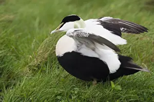 Common Eider Stampe: Common Eider