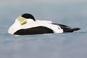 Common Eider Stampe: Common Eider