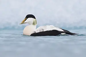 Common Eider Bird Stampe: Common Eider
