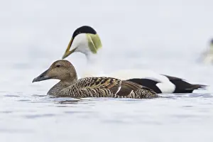 Common Eider Stampe: Common Eider