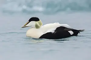 Common Eider Stampe: Common Eider, Somateria mollissima borealis