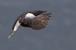 Alcidae Bird Species Stampe: Common Murre